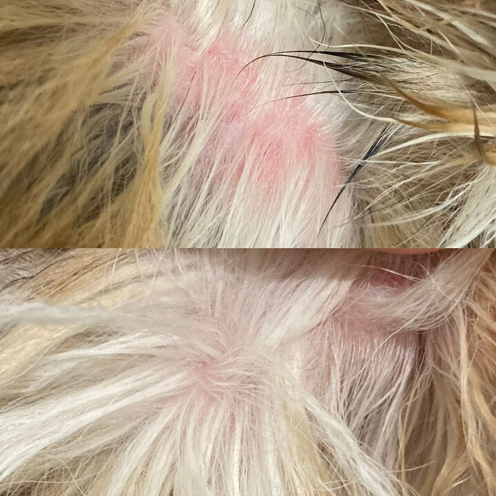 楽天市場 獣医師監修 犬用シャンプー マラセチア菌 アトピー性皮膚炎 ペット用 泡シャンプー 赤エゾマツ配合 臭い改善 肌ケア 毛ケア 皮膚ケア ギフトに Jan ヘルシーアニマルズ Healthy Animals 楽ギフ 包装 コンビニ受取対応商品 かざり屋