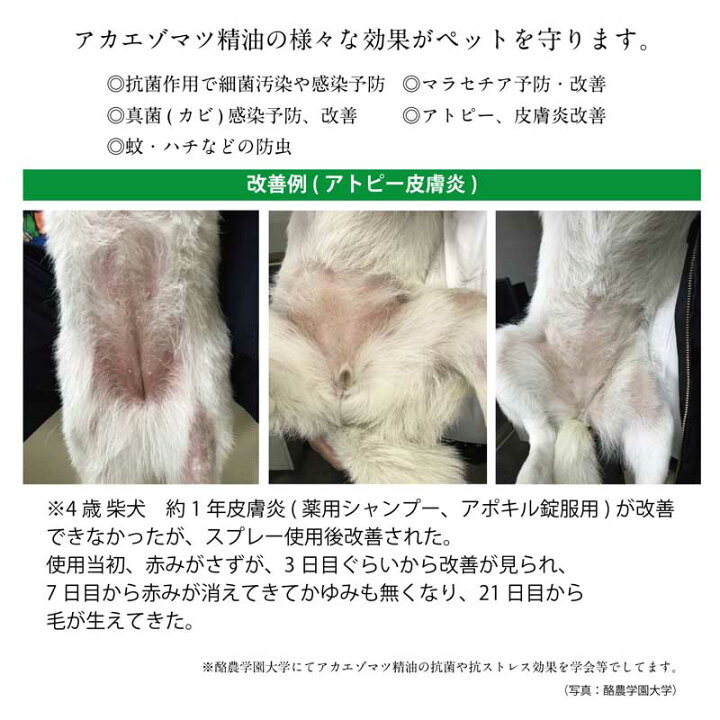 楽天市場 ペット用 犬 猫 獣医師監修 抗菌作用 炎症予防 防虫 肌ケア用品 天然素材 スキンプロテクトスプレー 1ml 無添加 無着色 マラセチア菌 アトピー皮膚炎等の予防 改善 楽ギフ 包装 コンビニ受取対応商品 人気 かざり屋 楽天市場 ペット用 犬 猫 獣医師監修 抗菌作用 炎症予防 防虫 肌ケア用品 天然素材 スキンプロテクトスプレー 1ml 無添加 無着色 マラセチア菌 アトピー皮膚炎等の予防 改善 楽ギフ 包装 コンビニ受取対応商品 人気 かざり屋