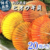 【産地直送】大分県産 養殖ヒオウギ貝 20枚入り｜新鮮 貝類 魚介 BBQ おつまみ 煮物 アヒージョ 酒蒸し …