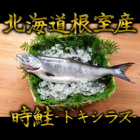 根室産時鮭 トキシラズ 1尾1.5kg～2kg 時鮭 トキシラズ ときしらず 時シラズ 時しらず 鮭 サケ さけ お歳暮 御歳暮 贈答用 御祝 プレゼント ギフト 記念日 北海道グルメ 北海道産 送料無料 母の日 父の日