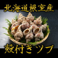 【送料無料】 北海道根室産　真つぶ　殻付き5kg詰め 真つぶ貝 マツブ ツブ つぶ つぶ貝 お刺身 つぶ刺し …