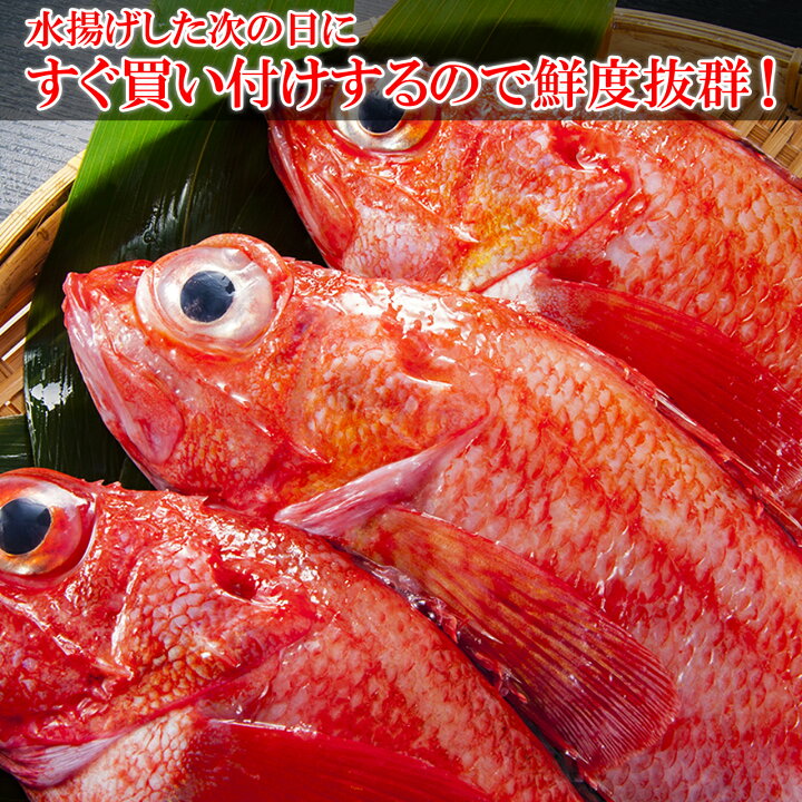 楽天市場 ポイント10倍 根室産きんき めんめ ５尾１ｋｇ以上 キンキ キチジ 吉次 高級魚 鮮魚 焼き魚 煮魚 魚 御歳暮 お歳暮 贈答用 御祝 プレゼント ギフト 記念日 北海道グルメ 北海道産 根室海産物 一丸水産 かずまる
