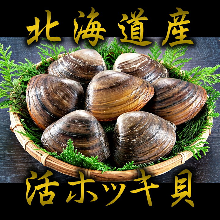 楽天市場 送料無料 北海道根室産 特大ホッキ貝 5個入り ホッキ ほっき 北寄 ほっき貝 北寄貝 ホッキご飯 ほっきご飯 ホッキ飯 刺身 お歳暮 御歳暮 贈答用 御祝 プレゼント ギフト 記念日 北海道グルメ 北海道産 厚岸産 根室海産物 一丸水産 かずまる