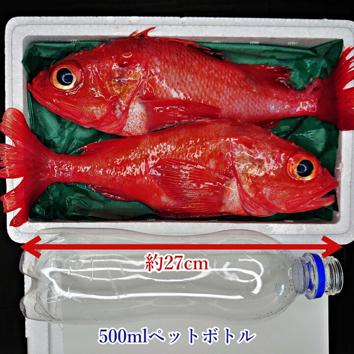 根室産きんき めんめ お歳暮 キチジ キンキ ギフト プレゼント 北海道グルメ 北海道産 吉次 大サイズ3kg前後10尾前後 御歳暮 御祝 焼き魚 煮魚 記念日 贈答用 高級魚 魚 鮮魚 Sale 86 Off 大サイズ3kg前後10尾前後 根室産きんき めんめ お歳暮 キチジ キンキ ギフト プレゼント 北海道グルメ 北海道産 吉次 大サイズ3kg前後10尾前後 御歳暮 御祝 焼き魚 煮魚 記念日 贈答用 高級魚 魚 鮮魚 Sale 86 Off 大サイズ3kg前後10尾前後