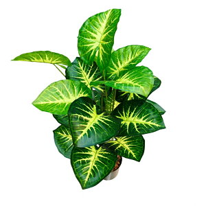  Xe tFCNO[ lHϗtA CeAO[   sv  JXj Vzj Mtg  ItBXp