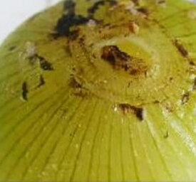 送料無料 たまねぎ 人気 淡路島 ” 完熟 ” フルーツ玉ねぎ 3kg(10玉〜14玉) 淡路島「玉ねぎ工房　善太」 完熟 オリジナル 商標登録済 贅沢 ヘルシー 迎春 こだわり 安心 安全 健康 サラダ 産地直送 贈物 味噌汁 野菜炒め 中元 歳暮 帰省土産 家庭応援 甘い