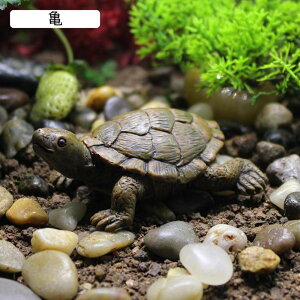 K[fjO u K[fI[ig Ԓd̒u T { G  ObY   ϋv hO  CeA fR[V |pi  AEghA x_