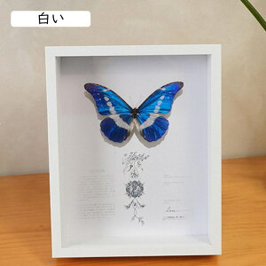 tHgt[ Lrl ubN 140×190ʐ^  ̊z {bNXt[ z [24mm {bNXt[ ؐt[ pXeJ[ 22.4*31cm z A[g{b