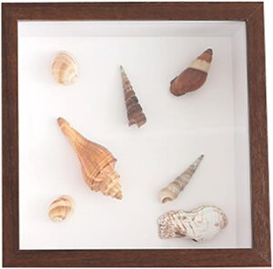 tHgt[ Lrl 15.2*20.3cmʐ^ 1X^C  40*40cm ̊z {bNXt[ z [50mm {bNXt[ ؐt[ pXeJ[ z A[