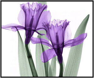 A[gpl ԕr i LoXG |X^[ EH[CeA Ǌ| Ǐ  _Iȕ Mtg 80x60cm iG G A[g CeA lG fUC02