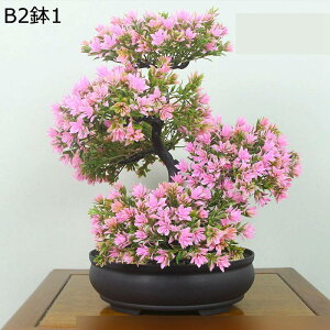 tFCNO[ ԃO[ ԃCeA A { lHϗtA CeAO[ ϗtA lHA ȒPb炸  _ k z[ Be 