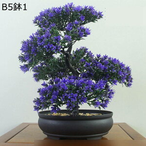 tFCNO[ ԃO[ ԃCeA A { lHϗtA CeAO[ ϗtA lHA ȒPb炸  _ k z[ Be 