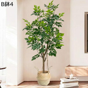 lHϗtA A KW} { CeAO[ tFCNO[ ^ Q쏜sv ͂ȂO[ lHA ϗt ϗtA CeAEFfBO x