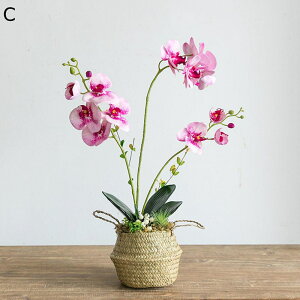 Ӓ ~jԊ A ԃJS ԃCeA ԑ u ͂Ȃ  ϗtA A { ͂Ȃ k A[g ins K[f u 蕨 ʐ^Be ֏