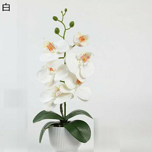 ԑ  Ӓ A ԃO[  tFCN A ֏ CeA { ~jԊ ͂Ȃ  _ k ̓ CeA 蕨 x_ 