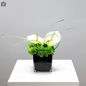 tFCNt[  t[AW CeA AXE  lHϗtA KXԕr} ins AȊO X p fp[g  ʏ q Vzj JXj 