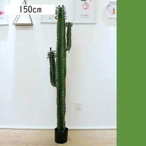 tFCNO[ A Mъϗt T{e 150cm lHϗtA A CeAO[ lHt ^Ηt { lHA ͂Ȃ sv X /O z[
