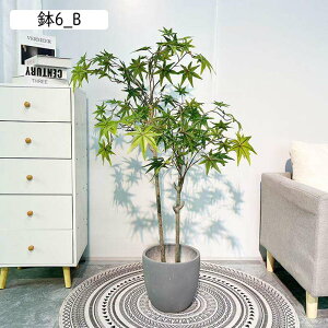 tFCNO[ gt 160cm ݂ CeA A ~W lHϗtA ϗtA lHA Vv ItBX  bsv ͂Ȃ  j A ԉ fR[V