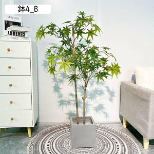 tFCNO[ gt 160cm ݂ CeA A ~W lHϗtA ϗtA lHA Vv ItBX  bsv ͂Ȃ  j A ԉ fR[V