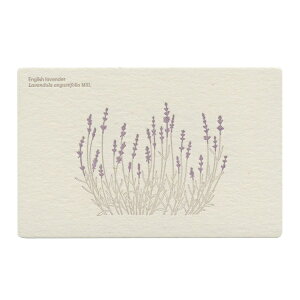 ň |XgJ[hyLavenderz{^jJ 