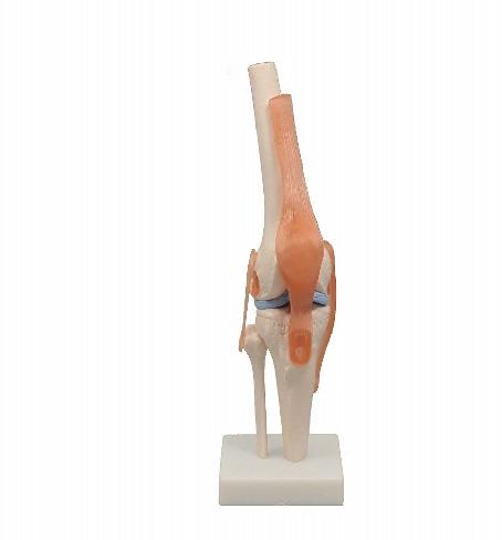 楽天市場】模型 膝関節の通販