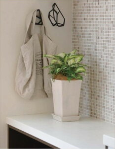 y101~31܂ Gg[Ń|Cgő10{zb`F tH[XNGA|bg5 WH 4945680715713 |pi K[fjOpi Aؔ  p^