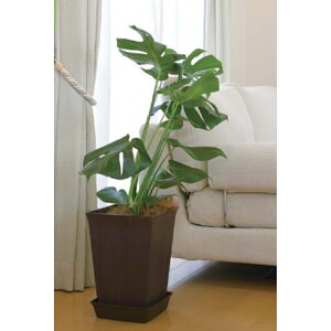 y101~31܂ Gg[Ń|Cgő10{zb`F tH[XNGA|bg6 DB 4945680715720 |pi K[fjOpi Aؔ  p^