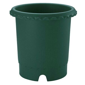 y101~31܂ Gg[Ń|Cgő10{zb`F o10 DG _[NO[ 4973655716038 | K[fjO  ی^