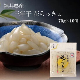 福井県三里浜産 三年子 花らっきょ 70g×10個 セット 国産 らっきょう 漬物 シャキシャキ 食感 ご飯のお供