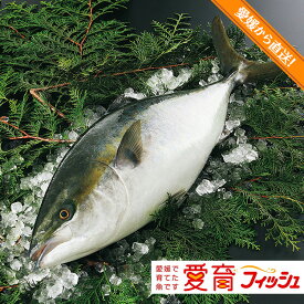 楽天市場 ブリ 1尾の通販