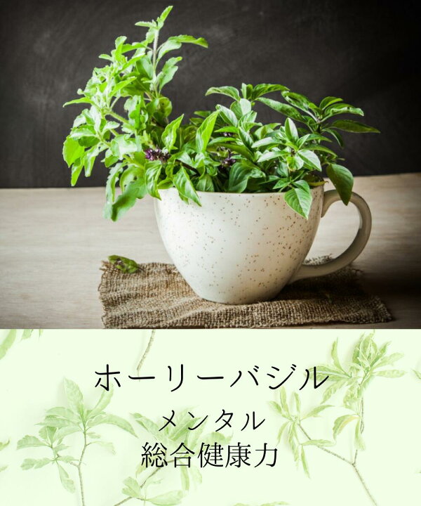 キロン Torch トーチ トゥルシー 90 Ver 2 フラボノイド含有 植物性 ポリフェノール ゴツコラ アムラ ブレンド アルジュナ ホーリーバジル カプセル ツボクサ