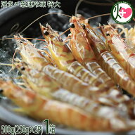 活き〆急速冷凍 久米島の車えび 500g(250g×2P) 特大(15〜19尾)×1箱 沖縄