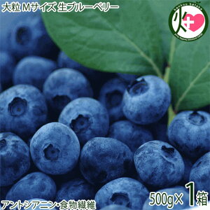 uX̃Tt@CAv MTCY Ⓚ u[x[ 500g×1P 嗱 nW[V[ -25ŏuԗⓀ