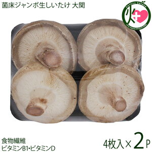 썑̂ ۏW{  a9`11cm 4×2P Y {茧Y ő VC^P ̂ {茧ЂȂGAPF