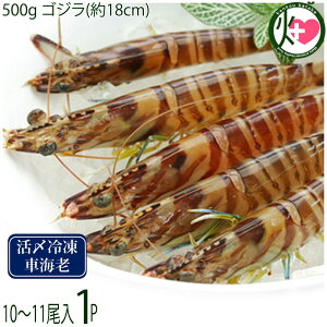 X{B }Ⓚ XY Ԃ  500g SW(18cm) 10`11×1P