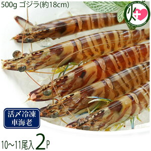 X{B }Ⓚ XY Ԃ  500g SW(18cm) 10`11×2P