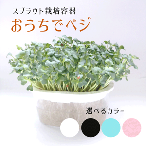 y^[ 1(2܂)350~z XvEgp͔|e ŃxW ͔|^Cv ͂Ă܂ Iׂ2F zCg ubN S͔|I