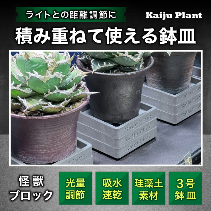 楽天市場】アガベ入門 5点セット 初心者向け 【烈焔小株】 【植替え用 