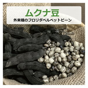 ムクナ豆(外来種のフロリダベルベットビーン) 100g 【健康サポート農園】【ゆうパケット対応】無農薬・無化学肥料・無除草剤 自社農園 大阪産 ムクナ Mucuna FLV むくな豆 ドーパミン Lドー