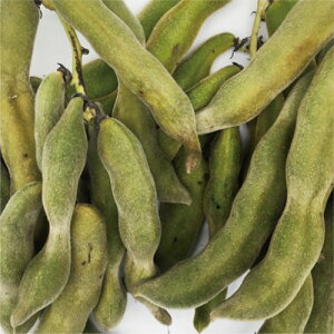  Ni i{̌×̔j i200gj inbVE}j yNT|[g_z