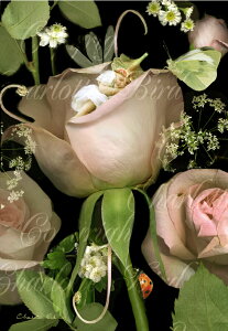 天使 妖精 絵画 ウェン ナイト フォールズ(夜に落ちて) フォトグラフ フェアリー エンジェル アート インテリア ヴィクトリア Charlotte Bird シャーロットバード イギリス 英国