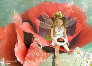 o[~[îƊoĂĂˁj O[eBO J[h V[bgo[h VgG dG GtFA[ GWF tHgOt A[g BNgA Charlotte Bird CMX 