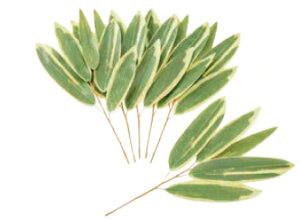 �^�J�V���[�G�N�X�e���A�@�N�}�U�T�@6�{�g 45cm�@GN-98