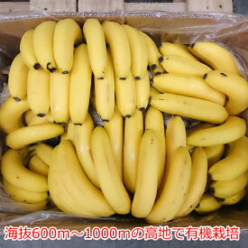 フィリピン産 オーガニックバナナ/1箱 11kg(目安60本以上）【メーカー直送】