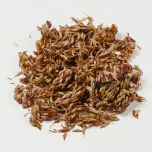 ʎq(I[M[`)/300gyATz Kays Lilly Flower Jelly Seed