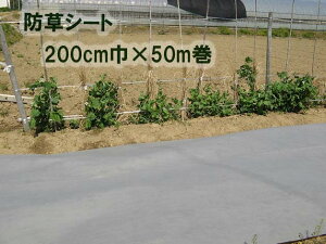 y@llzhV[gE110G@O[|GXesDz200cm×50M
