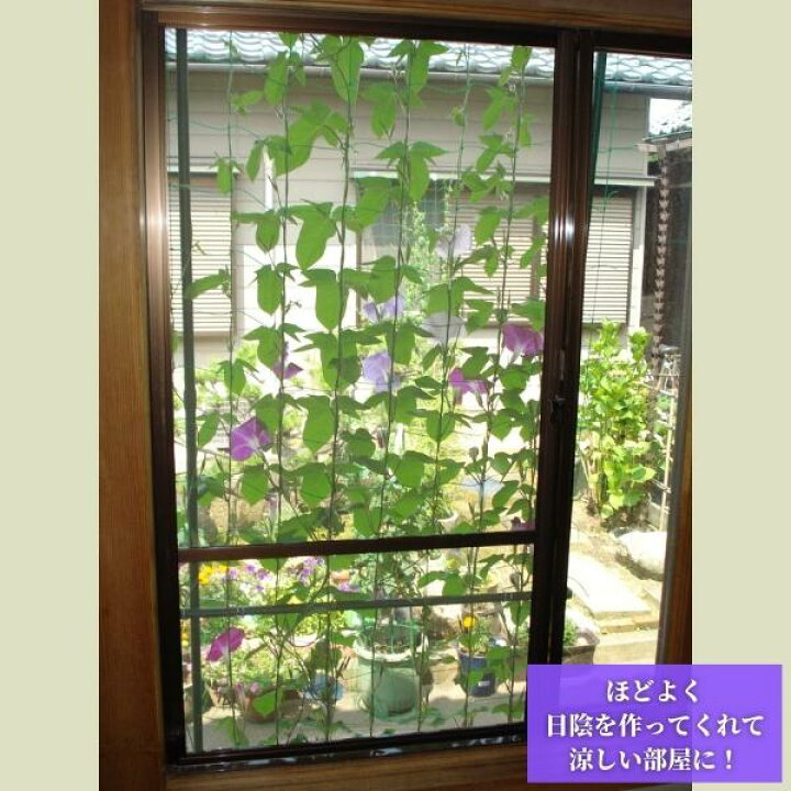 楽天市場 ベランダや手すりから吊り下げられるグリーンカーテン つる性植物に最適 緑のカーテン 5m 伸縮 1800タイプ花 ガーデン Diy エクステリア ガーデンファニチャー 日よけ シェード 沖縄県以外 送料無料 Keyproduction 楽天市場 ベランダや手すりから吊り下げられるグリーンカーテン つる性植物に最適 緑のカーテン 5m 伸縮 1800タイプ花 ガーデン Diy エクステリア ガーデンファニチャー 日よけ シェード 沖縄県以外 送料無料 Keyproduction