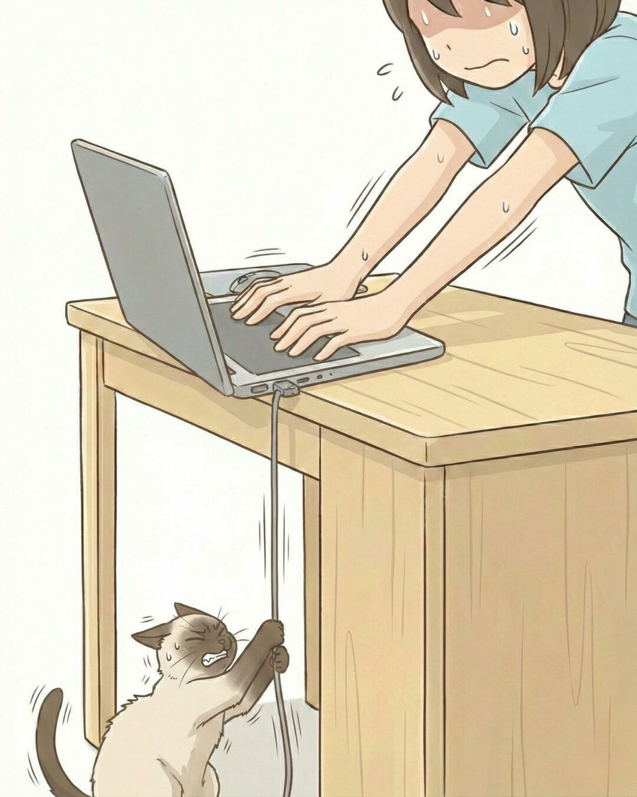 猫のあるあるを漫画でしょうかい。PC作業を邪魔するシャムネコ