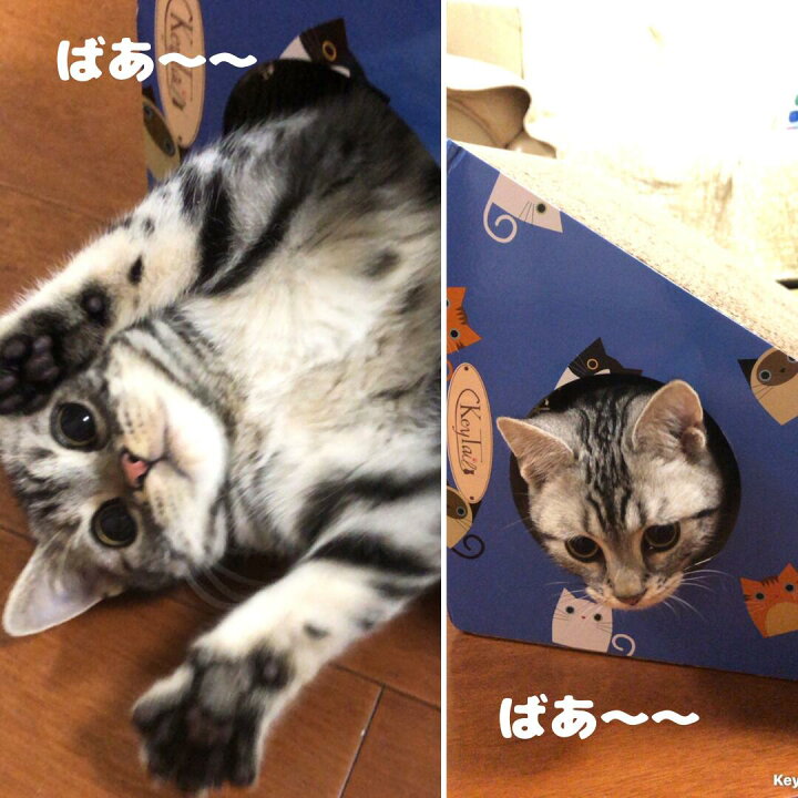楽天市場 猫 爪とぎ ダンボール にゃんネイル ねこ坂チーム キーテイル 爪研ぎ 爪磨き ネコの爪とぎ 猫の爪とぎ ねこの爪とぎ キャット おしゃれ 省スペース ねこ ダンボール つめとぎ 爪みがき 爪 三角形 ボール トンネル カリカリ 段ボール 青 黄 段ボール 猫の爪