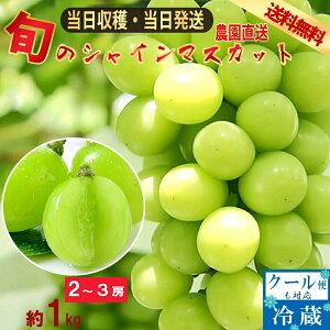 y1`4ȓɏz VC}XJbg RY Yn 1.0kg 2~3[  }XJbg Ԃǂ Ȃ uhE hV̓ Mtg lCuhE VC Â 蕨 v[g